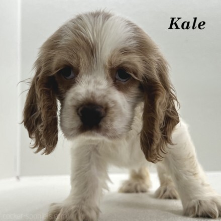 puppy, for, sale, Cocker Spaniel, Joe & Cherri  Overlease, dog, breeder, Miller, MO, dog-breeder, puppy-for-sale, forsale, nearby, find, puppyfind, locator, puppylocator, aca